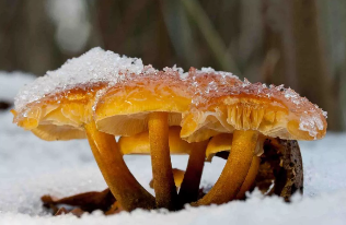 Inverno cogumelos
